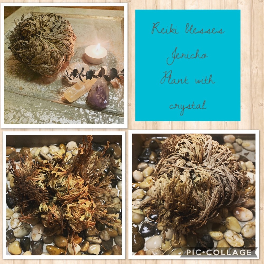 Rose of Jericho Resurrection Plant with crystal